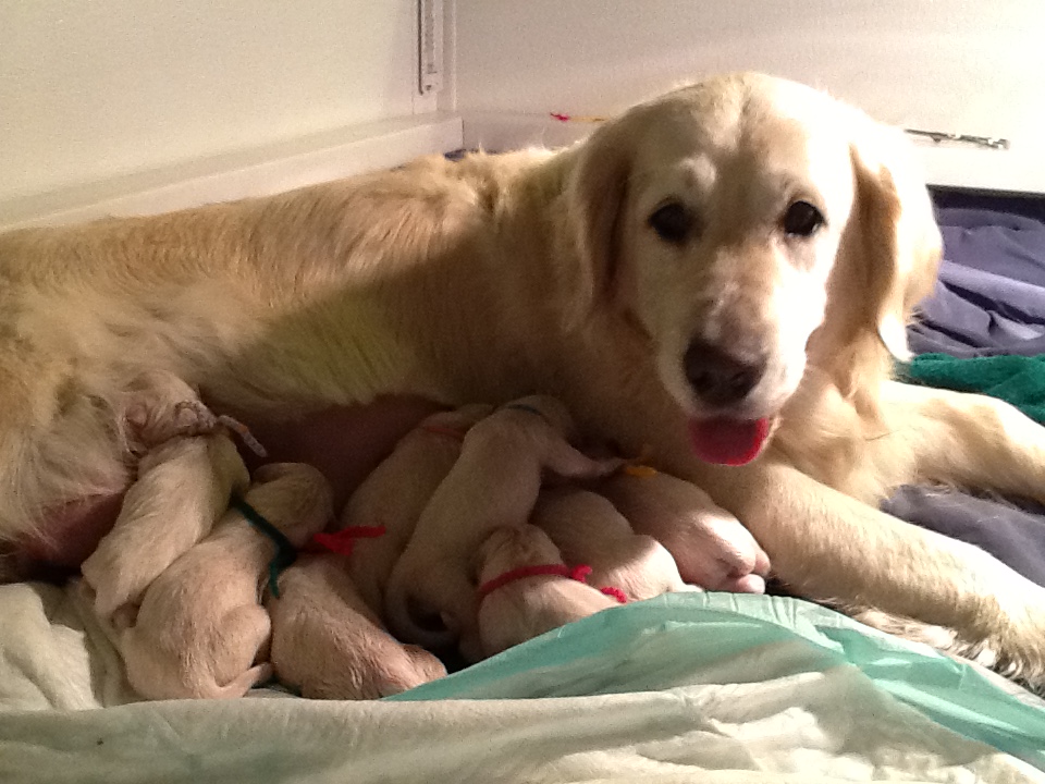 Bliss in her whelping box