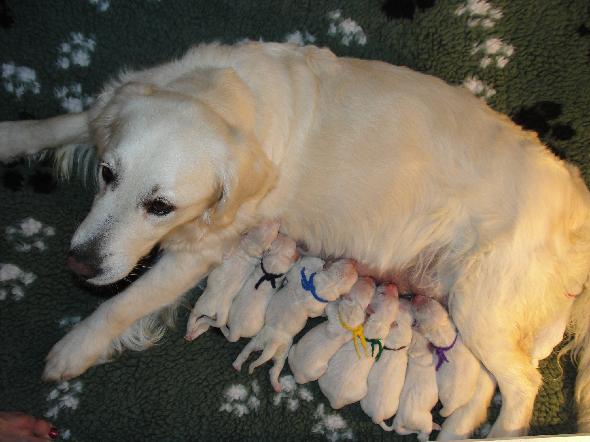 Bliss Litter