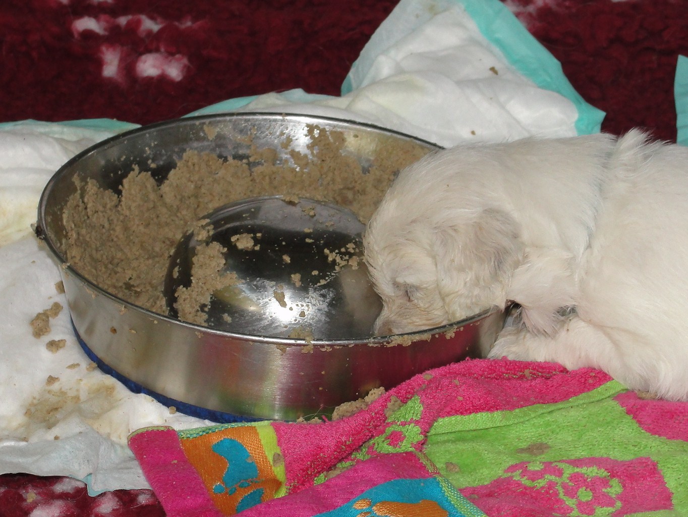 Sleeping in the food dish