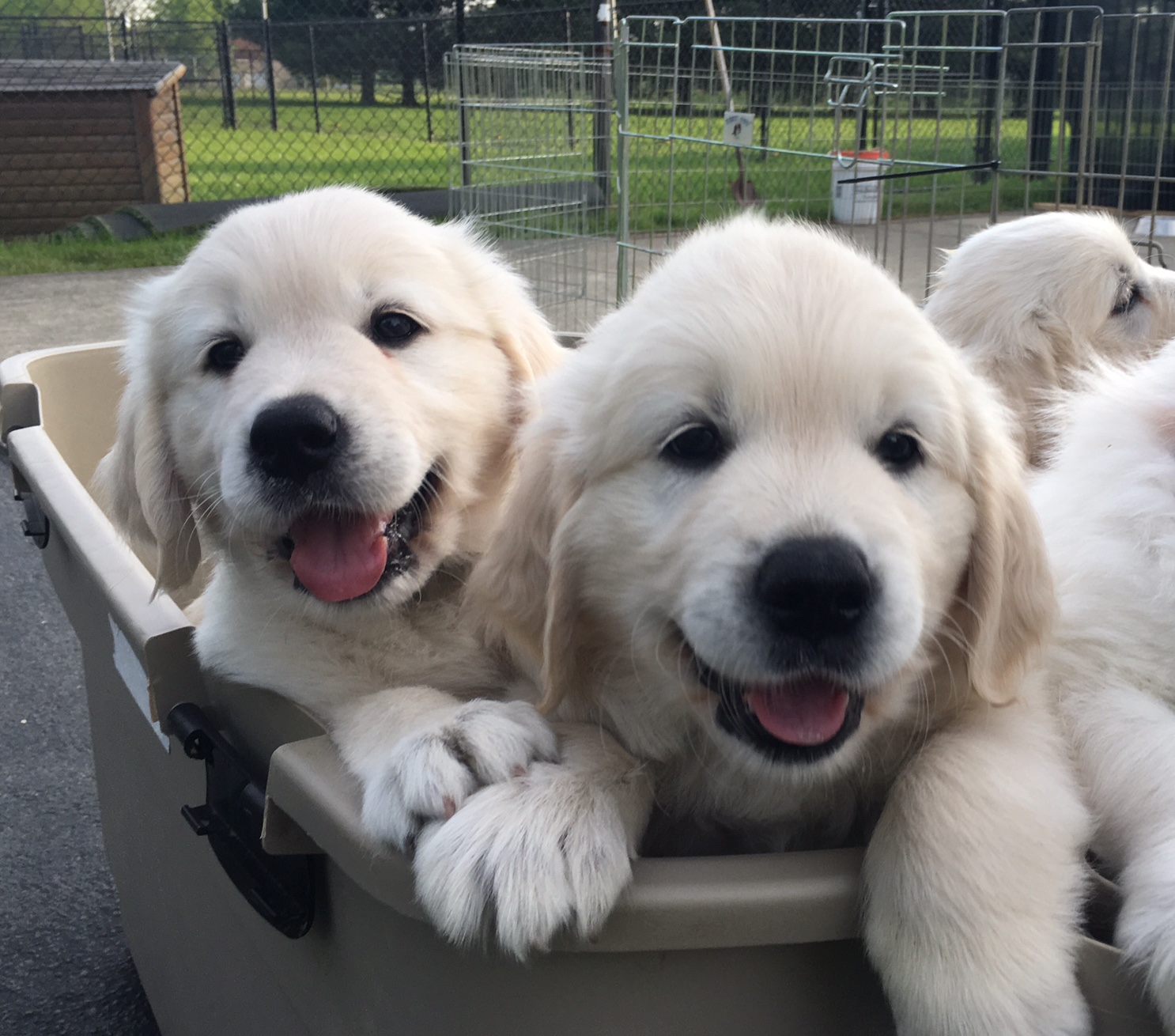 spirit golden retrievers spirit golden retrievers spirit golden retrievers spirit golden retrievers