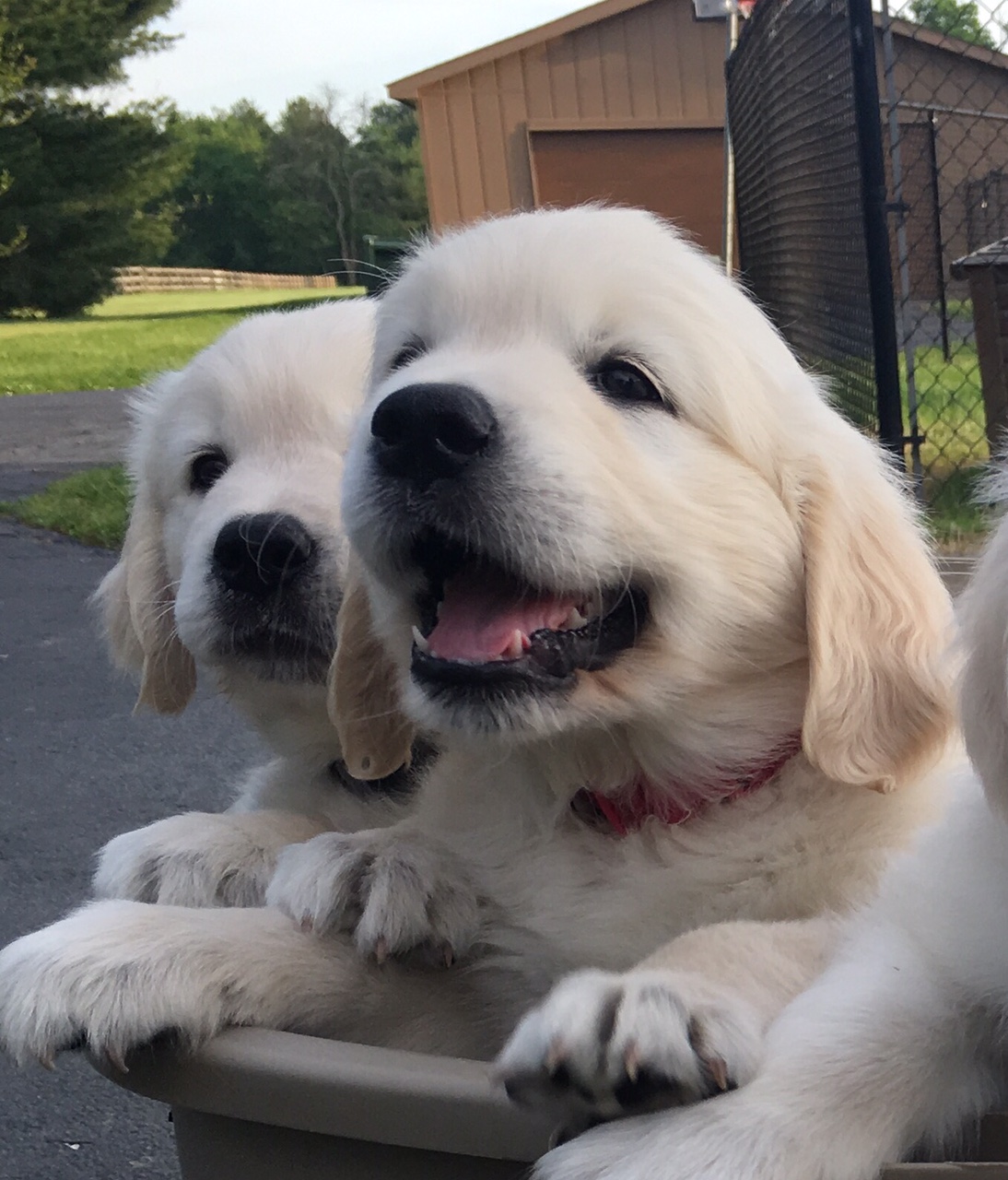 spirit golden retrievers spirit golden retrievers spirit golden retrievers spirit golden retrievers