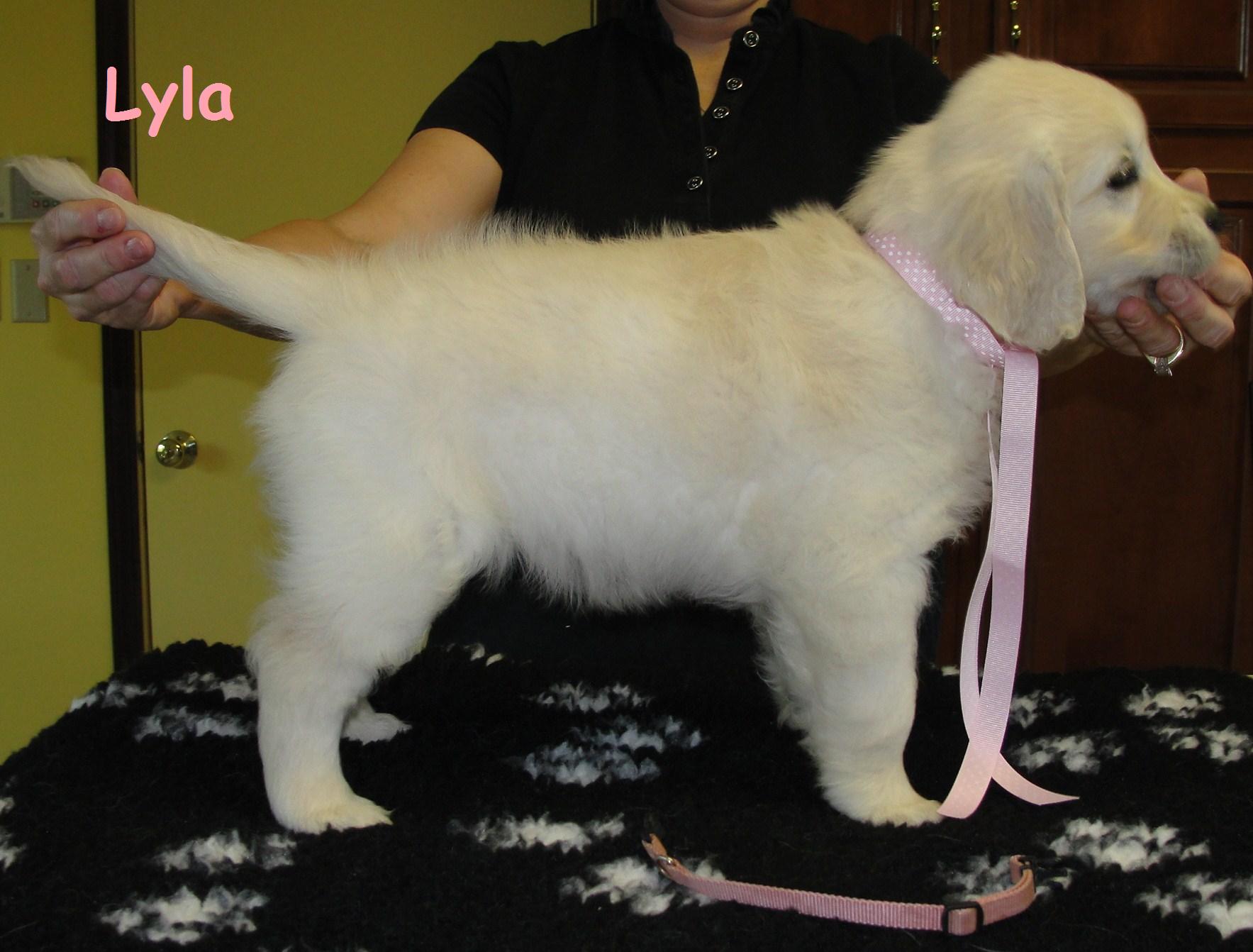 Lyla - Stand