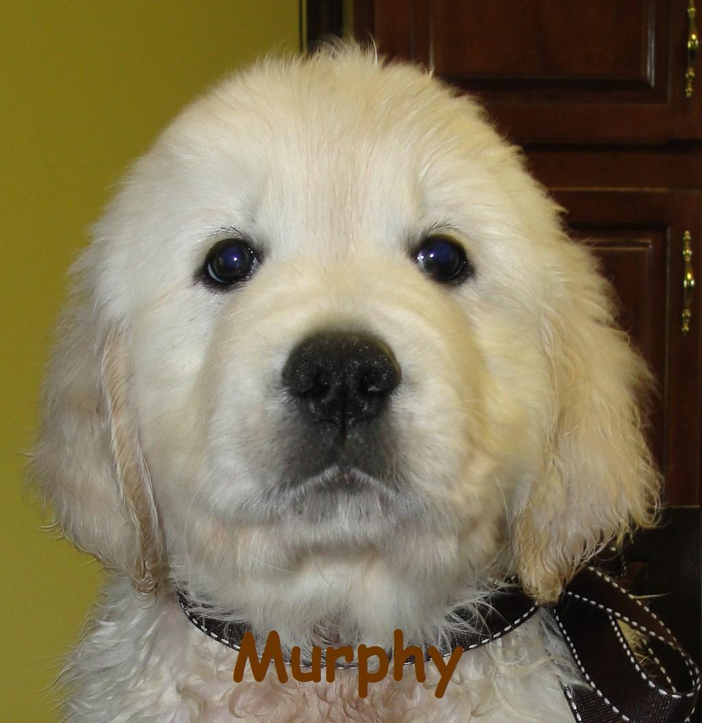 Murphy - Head