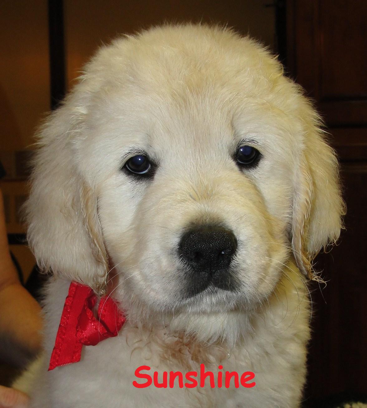 Sunshine Head