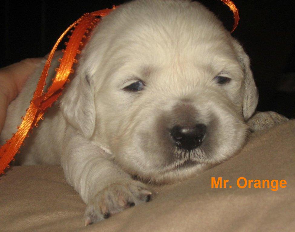 Mr Orange - Day 14