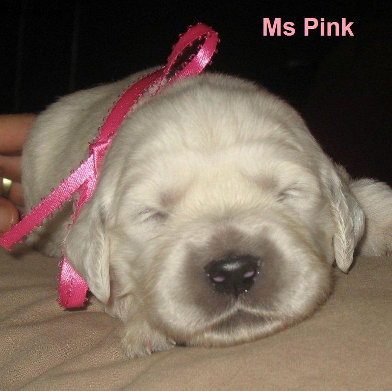 Ms Pink - Day 14