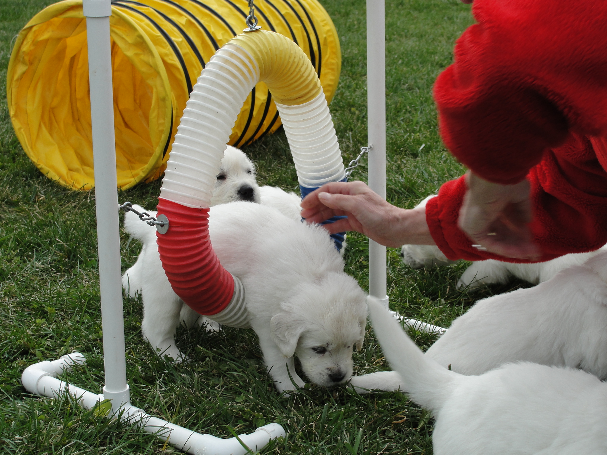 Agility Training