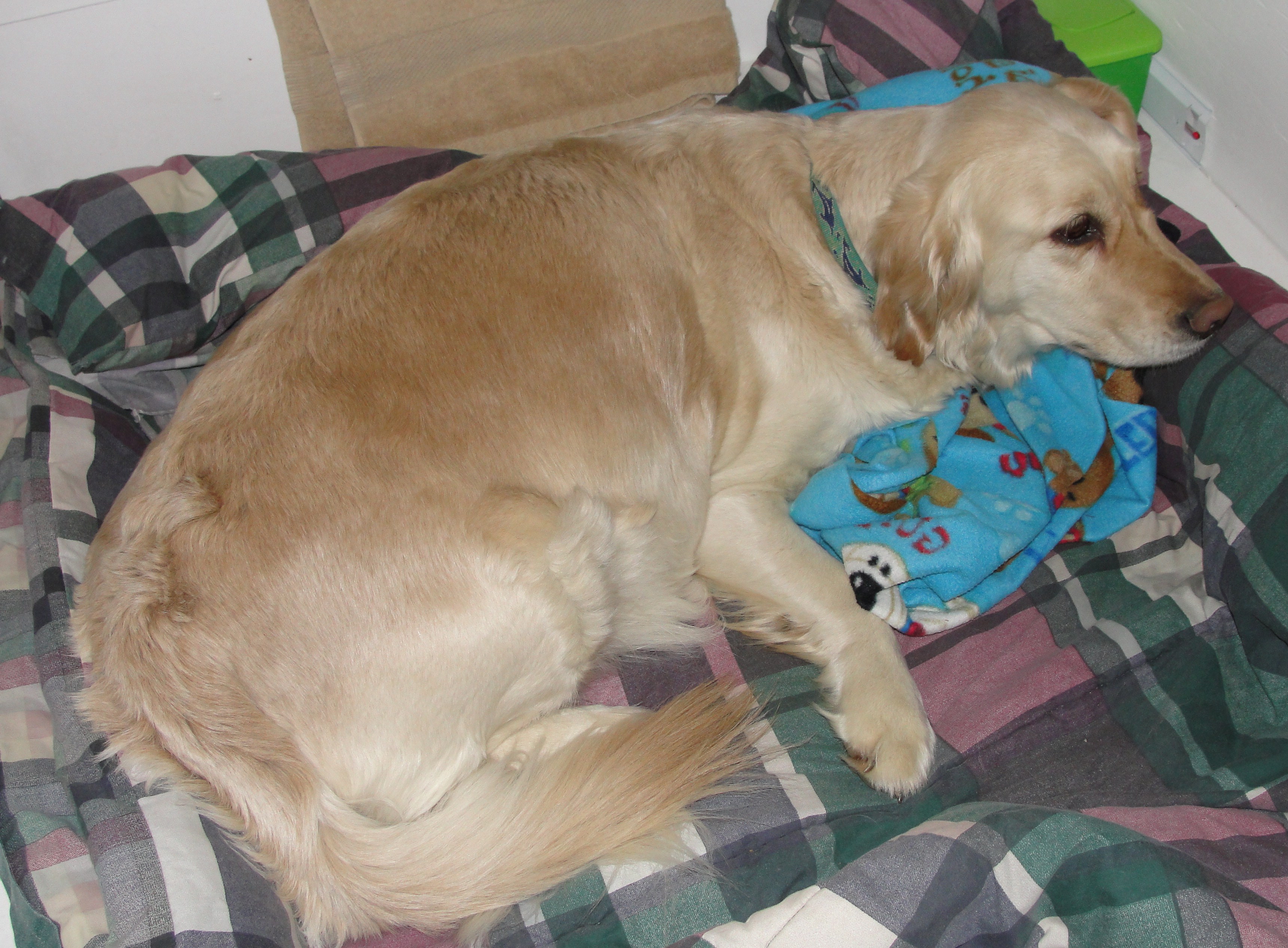 Lily In Whelping Box