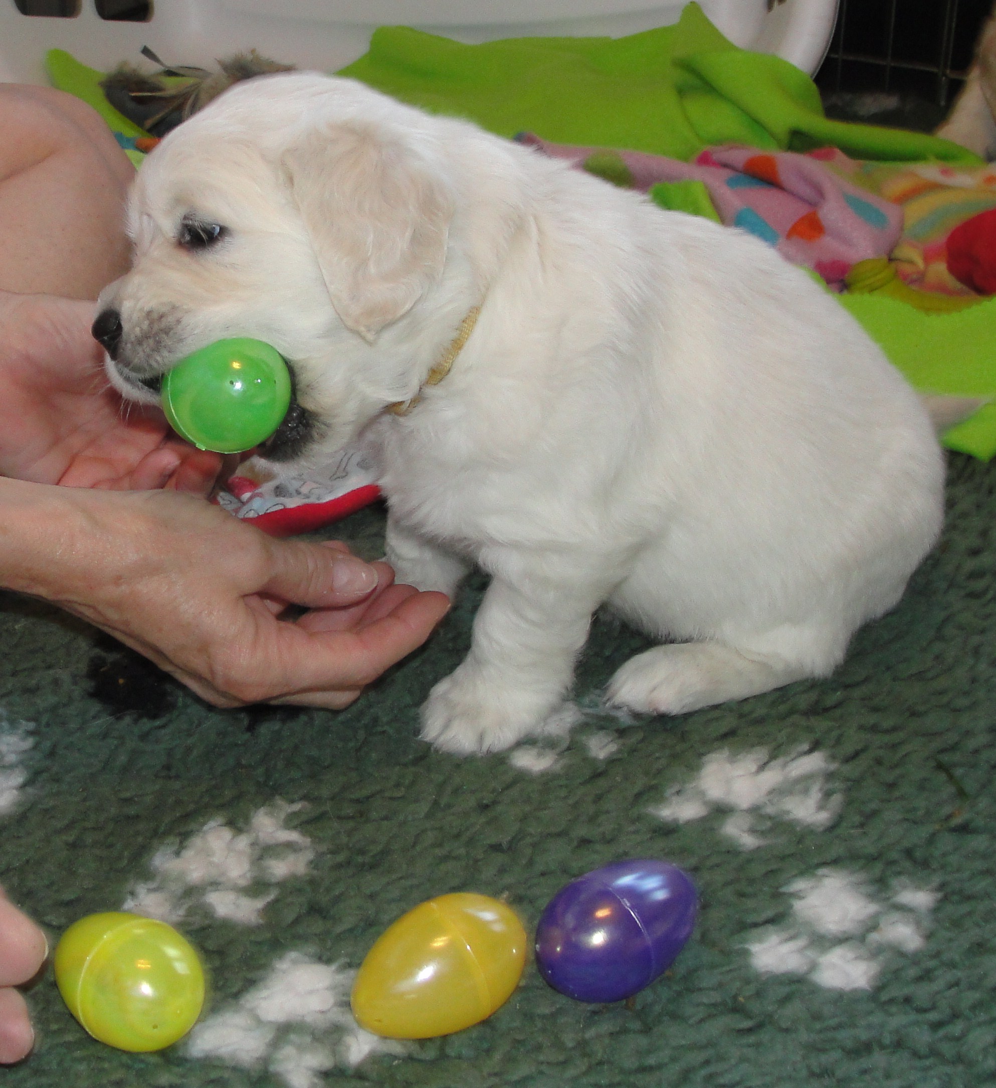 Easter egg hunt