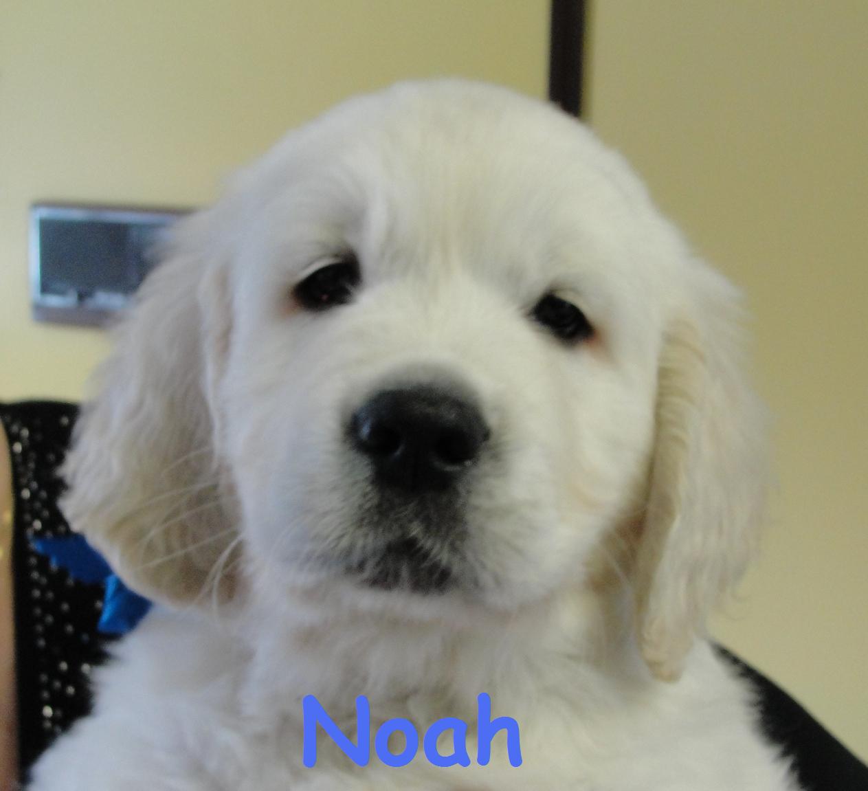 Noah