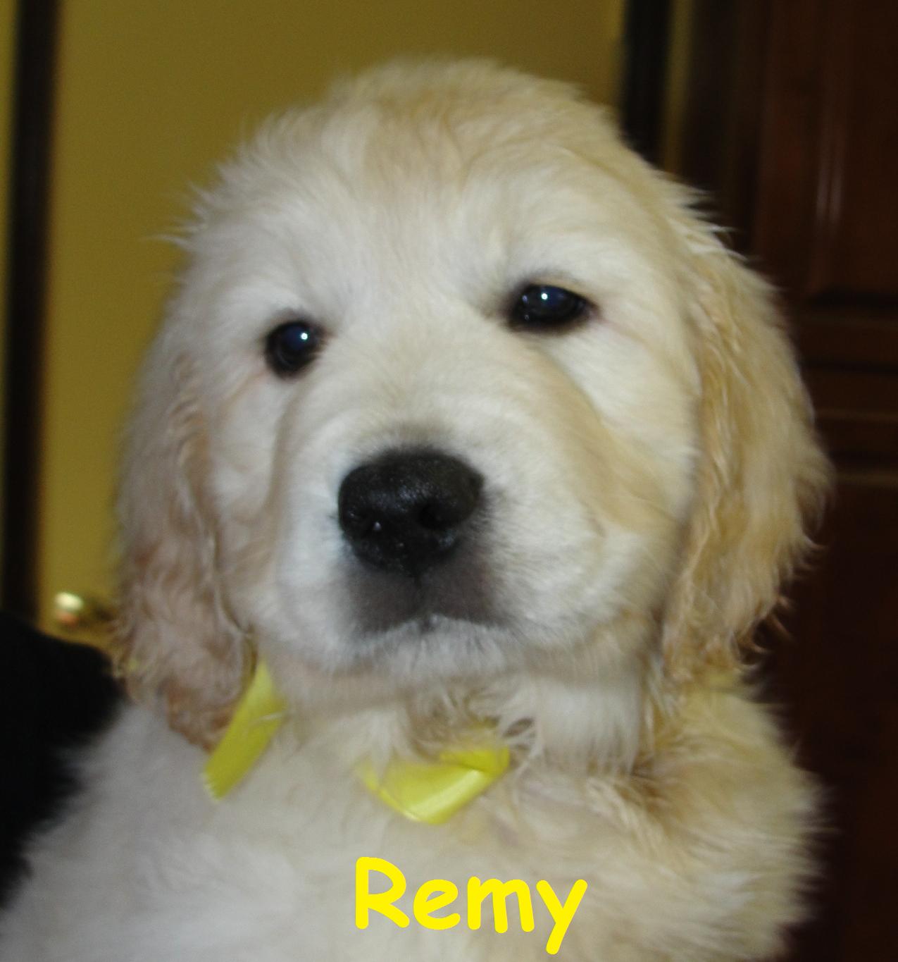 Remy