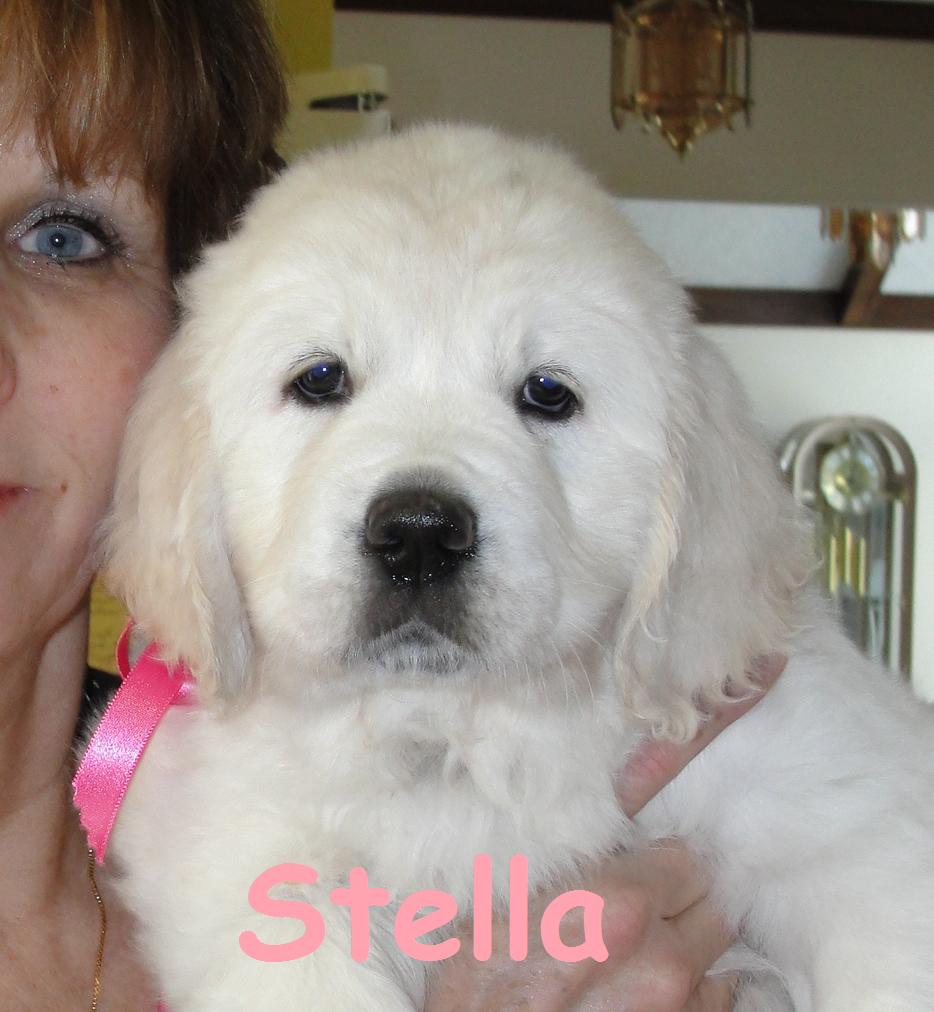 Stella