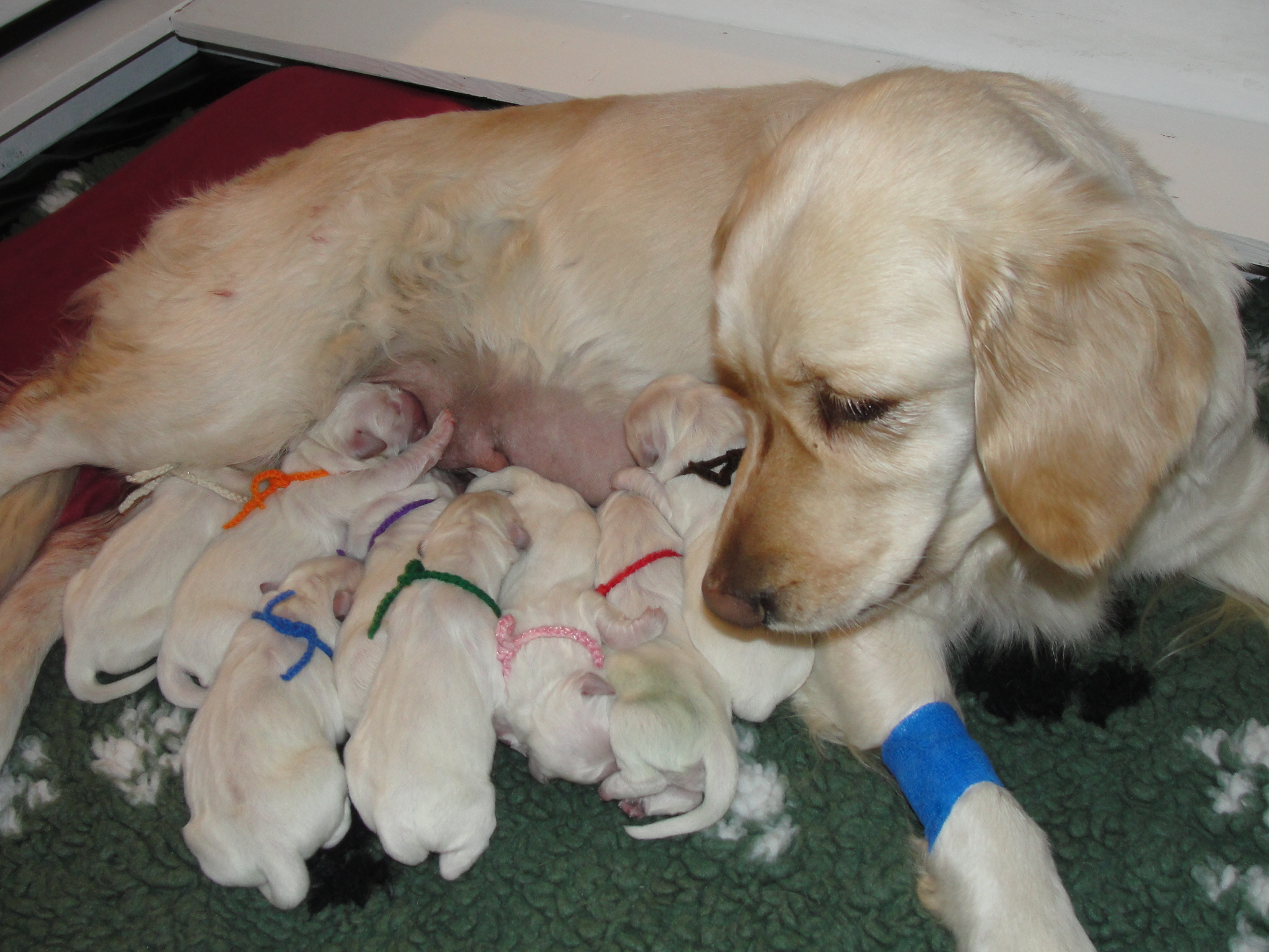 Lily and babies