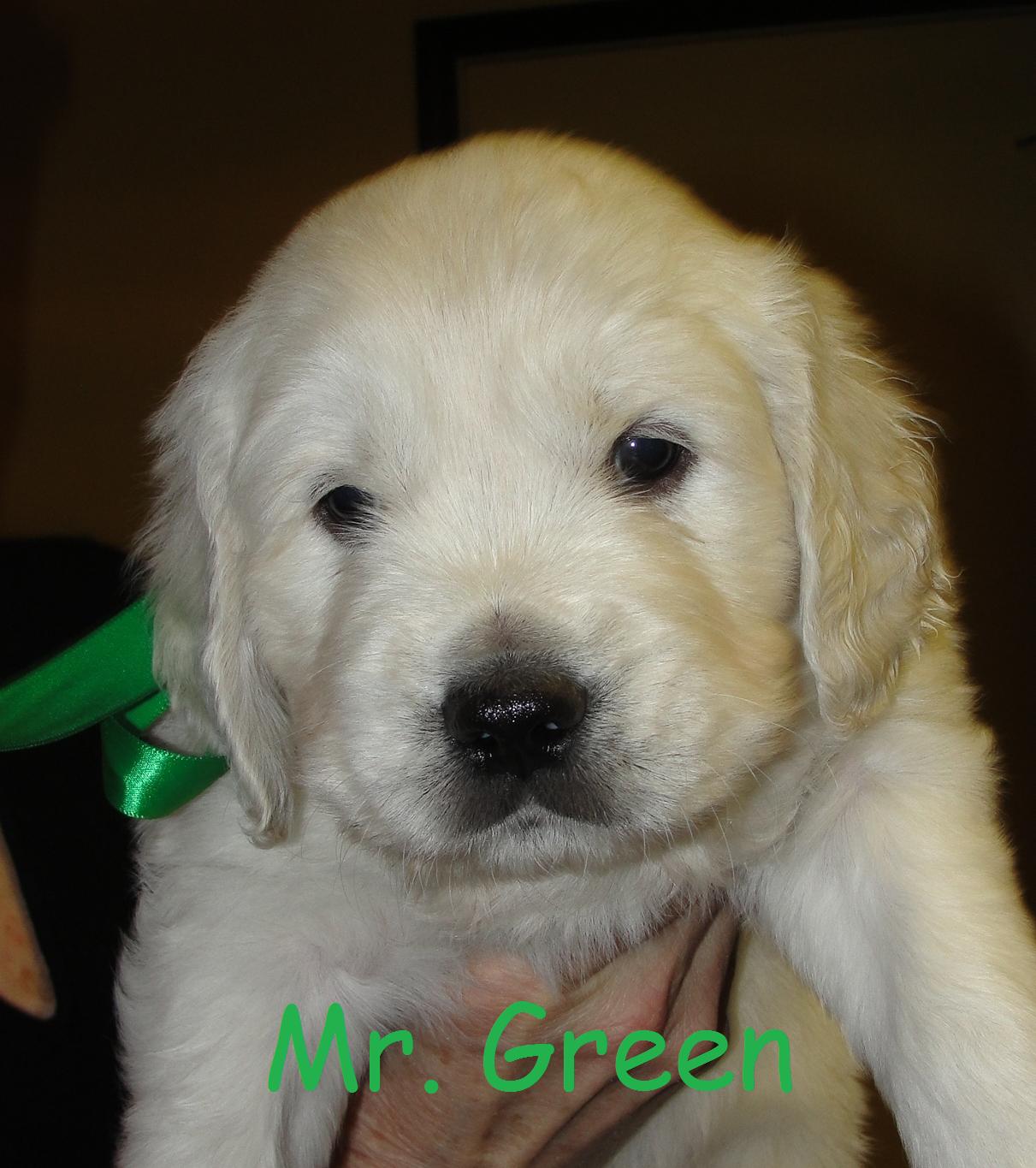 Mr. Green