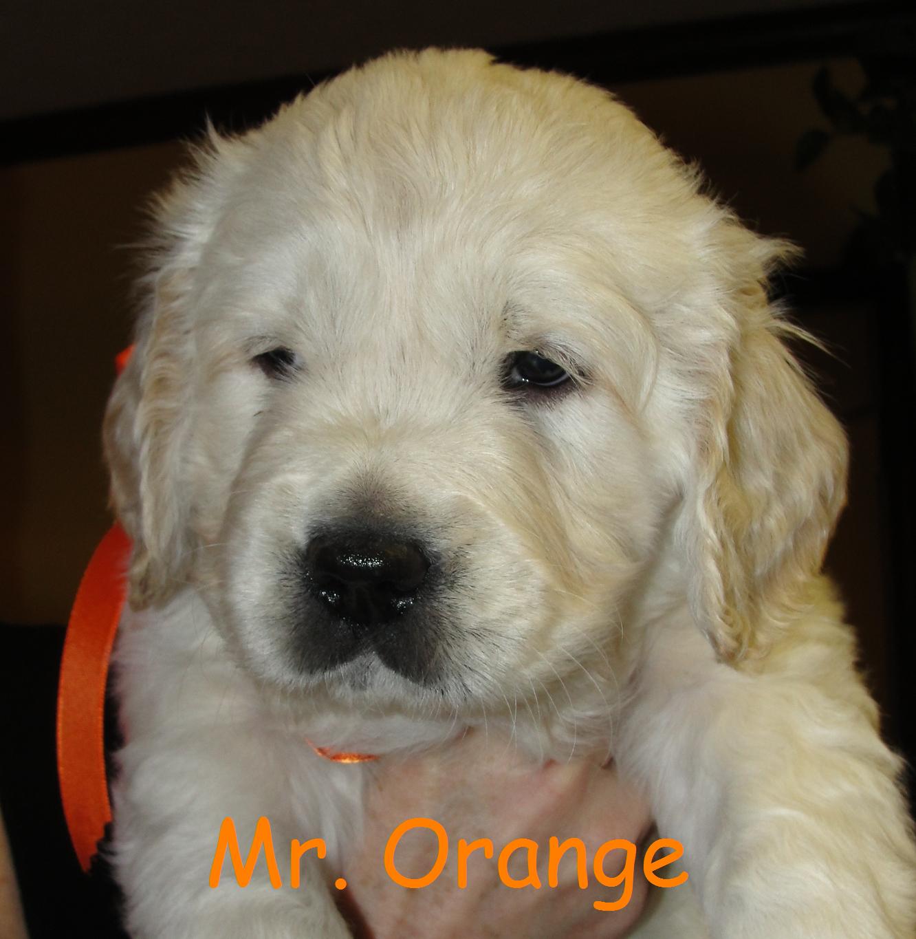 Mr. Orange