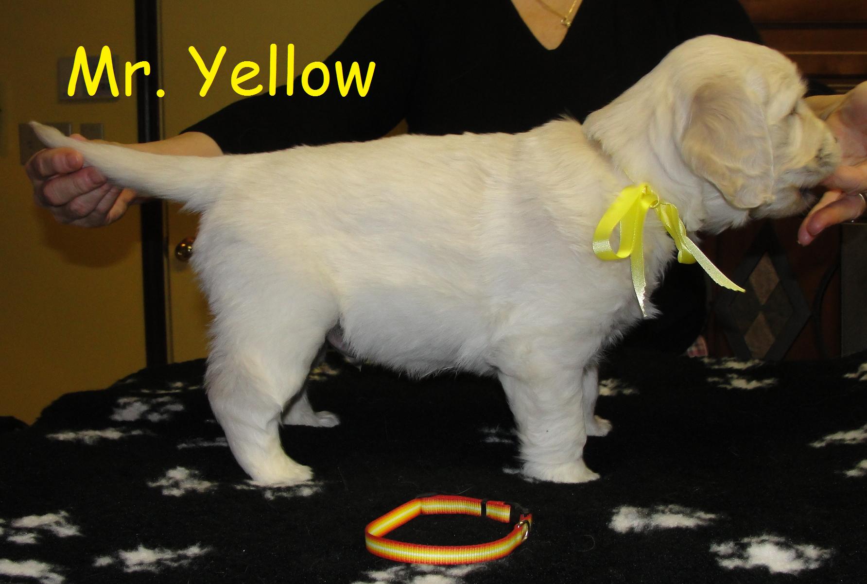 Mr. Yellow