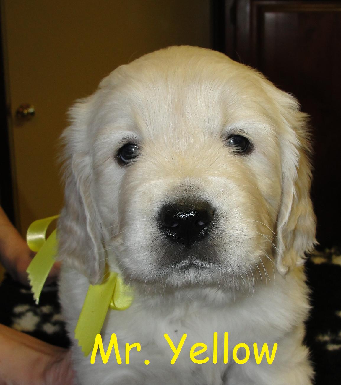 Mr. Yellow