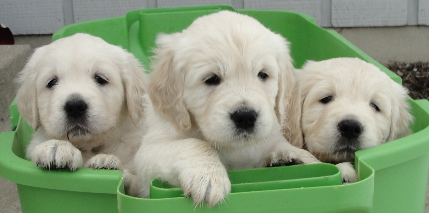 Three Puppies In Tub