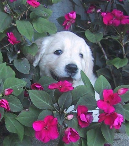 Lily In Flowers