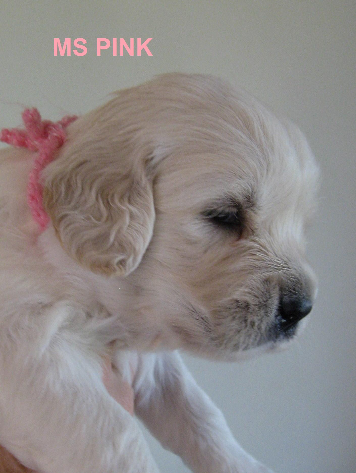 Ms Pink