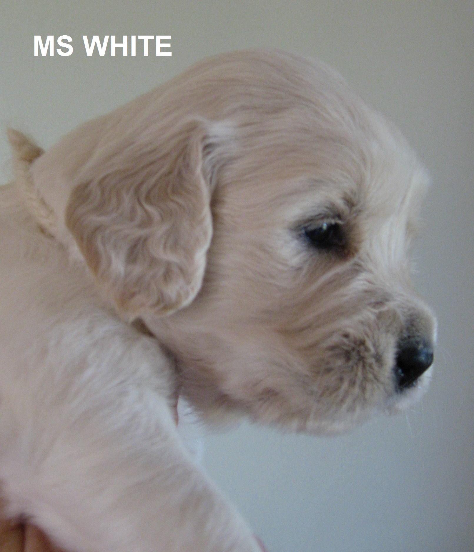 Ms Yellow