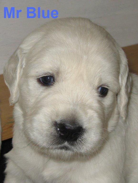 Mr Blue