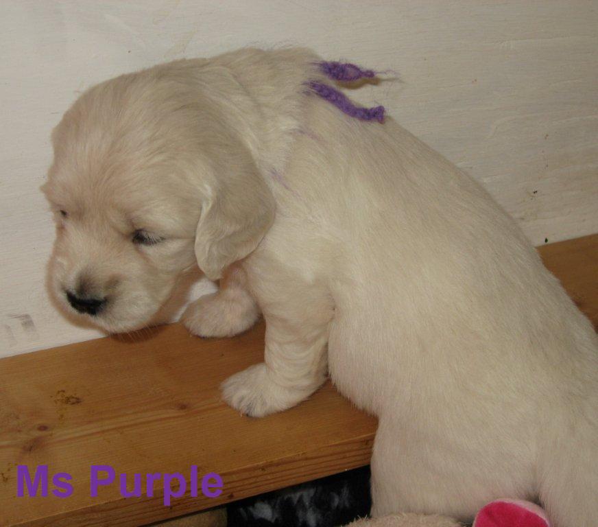 Ms Purple
