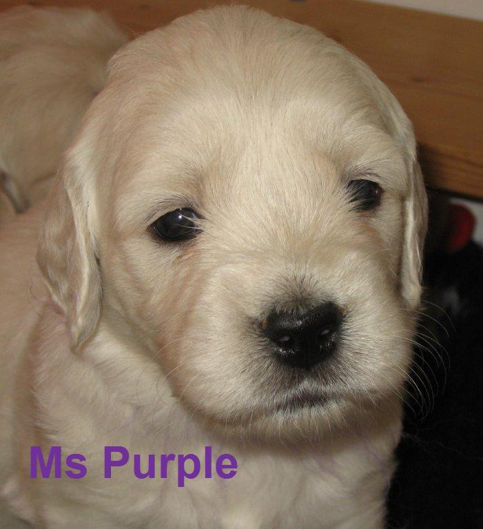 Ms Purple