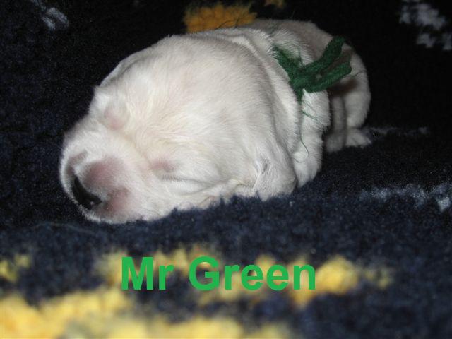 Mr Green - Week 2