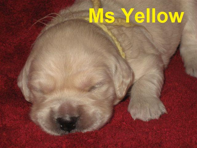 Miss Yellow - Week 2