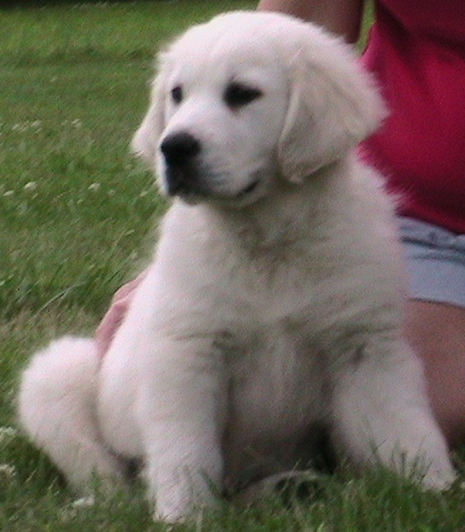 montego golden retrievers spirit golden retrievers our boys montego golden retrievers spirit golden retrievers our boys