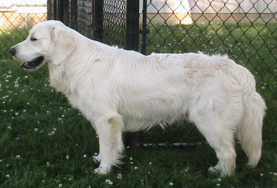 Andre_Standing