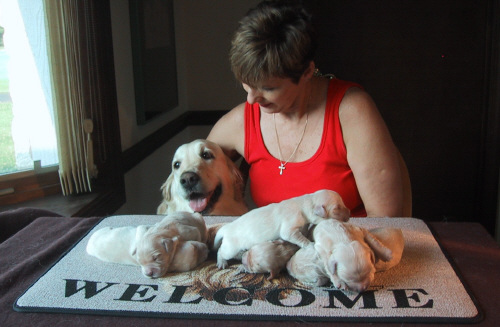 Gayle, Rosie and her puppies